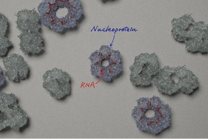 Low-Res_Nucleoprotein RNA