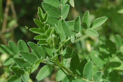Astragalus_membranaceus