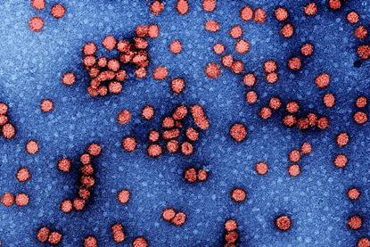 Hepatitis_b