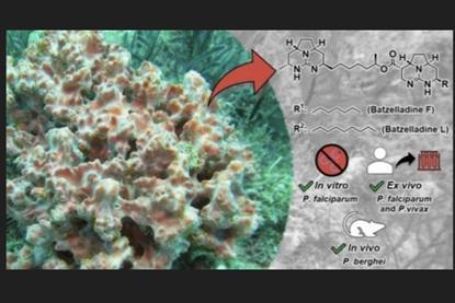 marine sponge