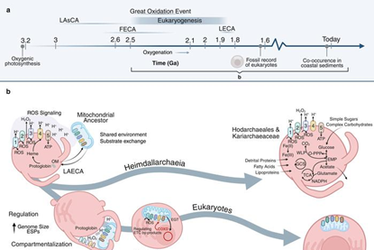 Low-Res_new-eukaryogenesis-model_white-background