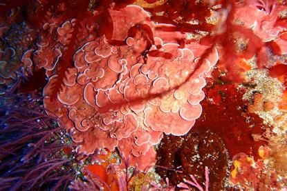 Crustose_coralline_algae,_South_East_Bay,_Three_Kings_Islands_PA121443