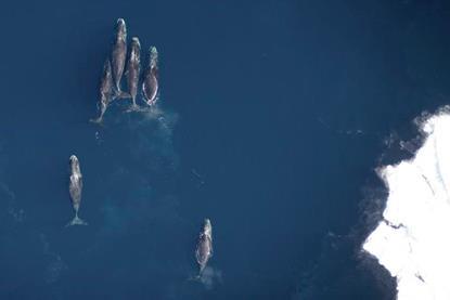 Low-Res_2) Aerial view of 6 whales photo copy