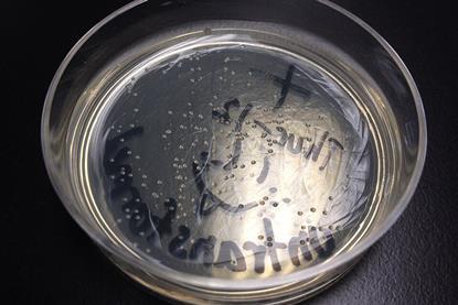 Colonies_of_Escherichia_coli_on_agar_plate
