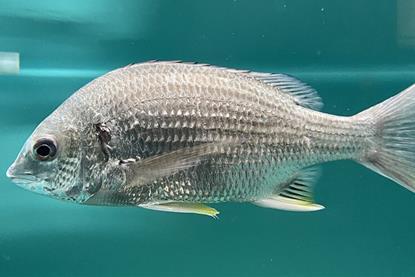 Acanthopagrus_latus_Umitamago