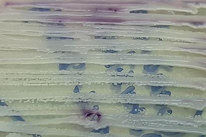 Candida_parapsilosis_ATCC_22019_growth_on_Chromagar