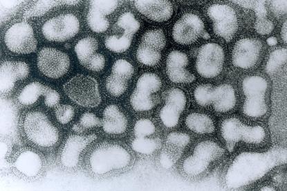 Influenza_A_-_late_passage