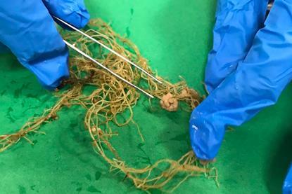 Low-Res_roots-with-nodule-cropped-low-rez