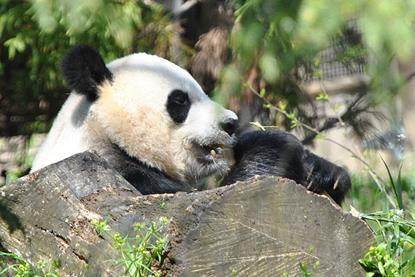A_panda_behind_a_rock