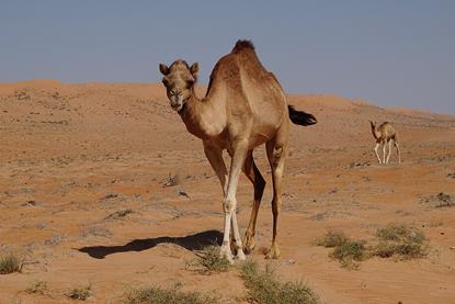 Camels_in_Wahiba_Sands_03