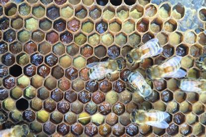 Low-Res_Pollen (Image Credit-Elizabeth Frost)