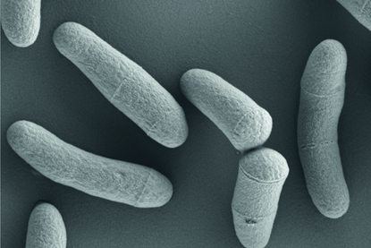 Corynebacterium_glutamicum_(VAAM)