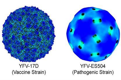 Low-Res_sci-yfv-virus-structures-1080x755-crop