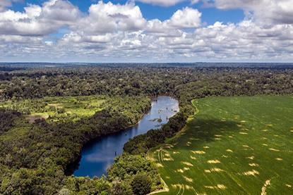 Flona_Tapajós,_Pará,_Brasil_by_Marizilda_Cruppe_-_Rede_Amazônia_Sustantável_(6)_-_50404922503