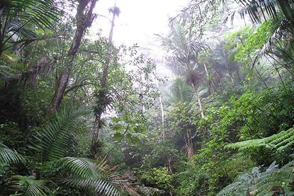 Rain_Forest_of_El_Yunque,_Puerto_Rico