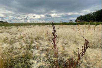 Low-Res_Picture3_Steffenson