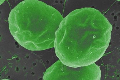 Low-Res_Chlorella vulgaris clr