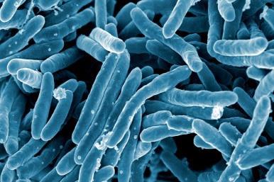 Mycobacterium_tuberculosis_Bacteria_(16843981465)