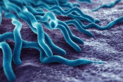 Anaplasmosis_bacteria