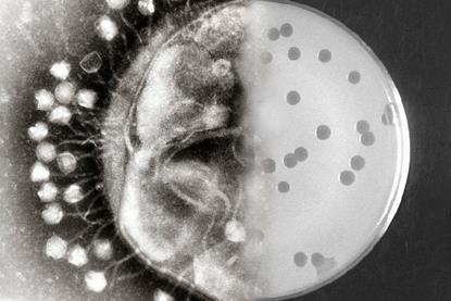 Bacteriophages_at_work