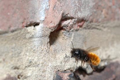 Osmia_cornuta_(2554006241)