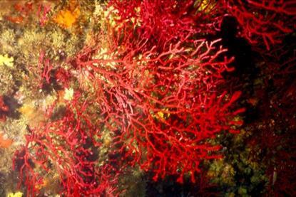 Low-Res_a-single-celled-microbe-is-helping-corals-survive-climate-change-study-finds-940x529