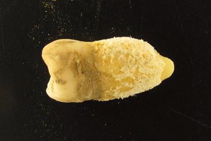 Low-Res_bolivia_2730_tooth02