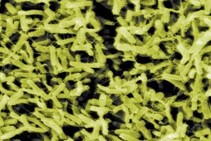 ClostridiumDifficile