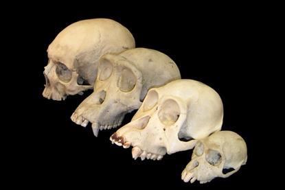960px-Primate_skull_series_blank