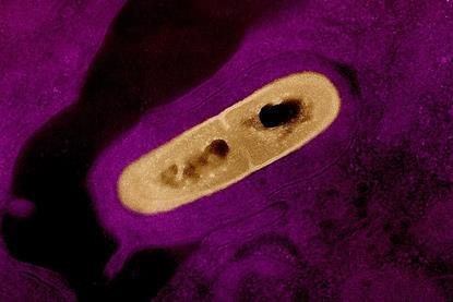 Listeria_Bacterium_01