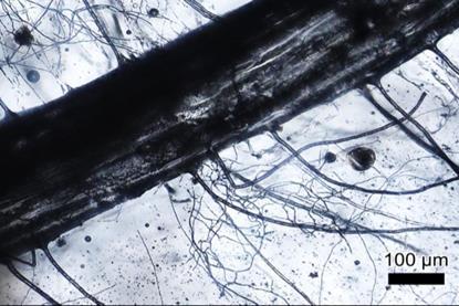 Glass vasculatures formed by a combination of larger ryegrass root with the symbiosis of the mycorrhizal fungi hyphae.