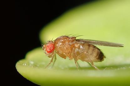 Drosophila_melanogaster_53362116