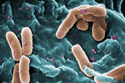 Pseudomonas
