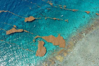 Aerial_view_of_Sargassum_rafts_floating_near_the_reef_crest_in_coastal_waters_of_La_Parguera,_Lajas,_Puerto_Rico