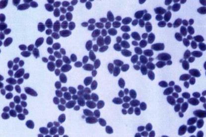 Saccharomyces_boulardii
