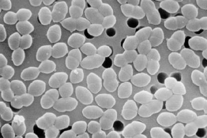 Entercoccus_sp2_lores (1)