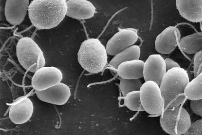 Chlamydomonas6-1