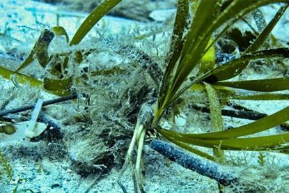 Low-Res_Transplantation Herbiers A.Boulenger (1)
