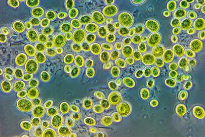 Одноклеточные_водоросли_хлорелла