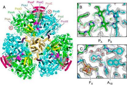 Low-Res_Anthocerotibacter panamensis