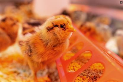 chick