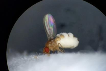 Low-Res_Fruit fly with its wings up and evidence of a fungal outgrowth. Credit-Carolyn Elya.png