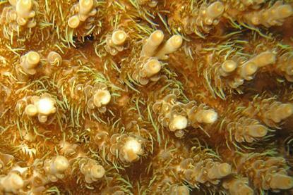 Acropora_millepora,_table-coral-feeding