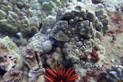 coral