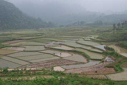 China_-_Yangshuo_29_-_Rice_Paddy_Terraces_(140905203)