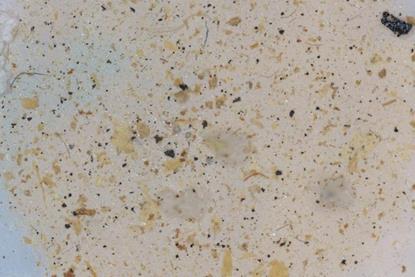 Low-Res_Microscope image of microplastic fragments isolated from farm soil - credit Jayita De and Pratik Banerjee, University of Illinois