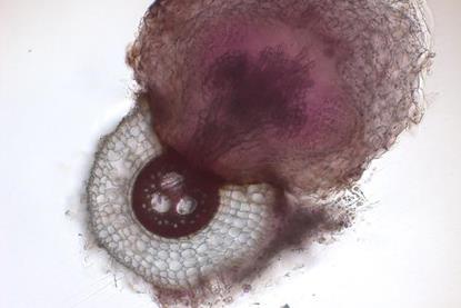 Low-Res_unstained cross section of sorghum and Striga