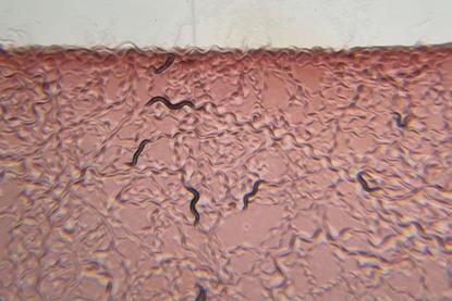 Low-Res_red worms estrem-crop