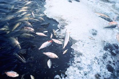 Fish_kill_pollution