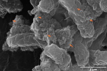 Low-Res_Nanoplastics on bacteria